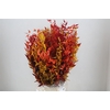 Pres Ruscus Herfst P Bunch