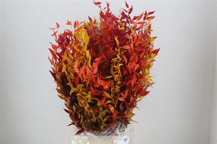 Pres Ruscus Herfst P Bunch