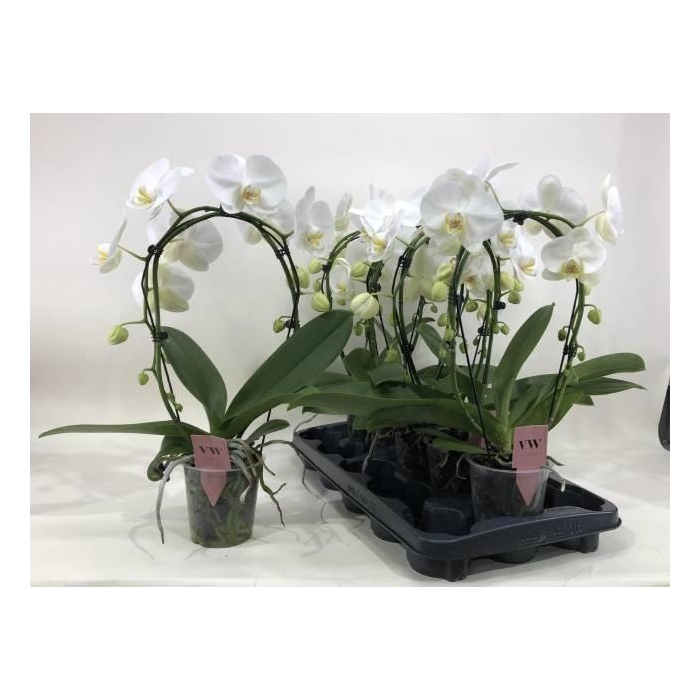 <h4>PHAL AN GLASGOW</h4>