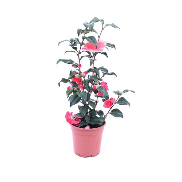 <h4>Camellia Japonica P17 25+ knoppen</h4>