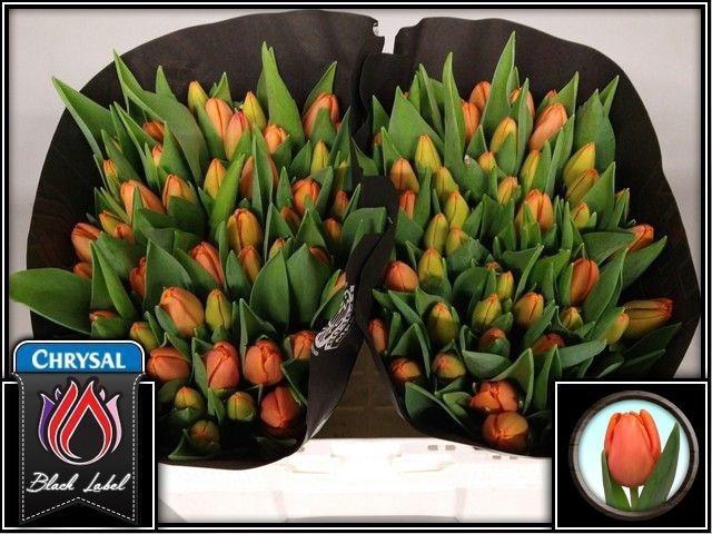 <h4>TU EN TIME OUT</h4>