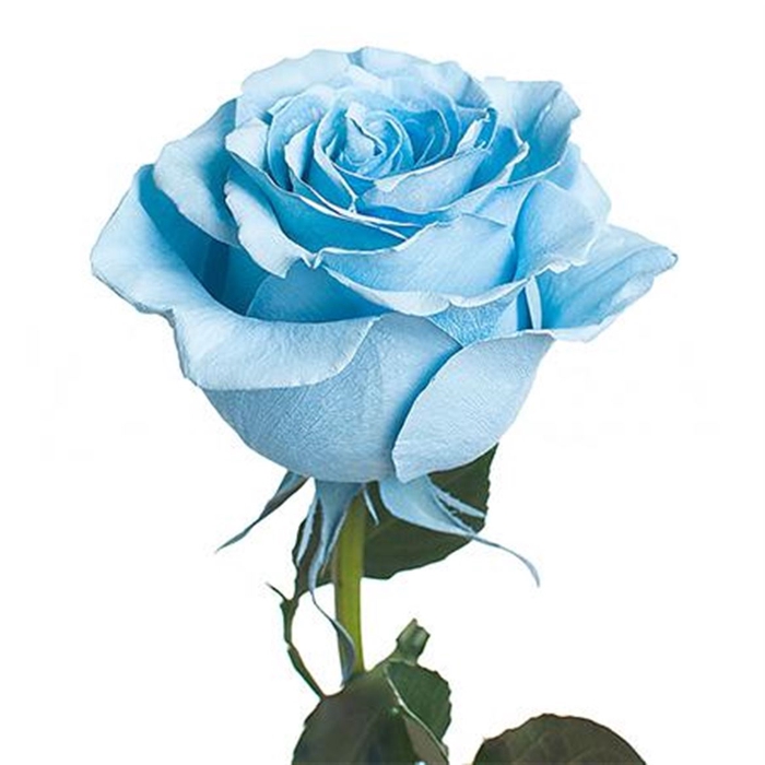 <h4>R Gr Tinted Mondial Baby Blue</h4>