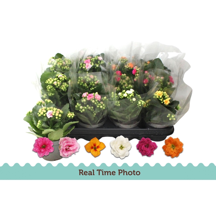 <h4>KAL GE GEM 6 KL</h4>