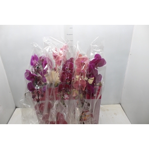 PHALAENOPSIS CASCATA ESPECIAL P15 MIN 11 FLS