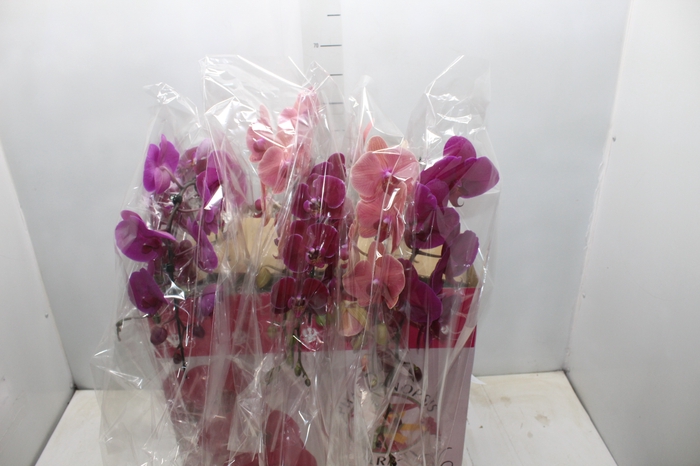 <h4>PHALAENOPSIS CASCATA ESPECIAL P15 MIN 11 FLS</h4>