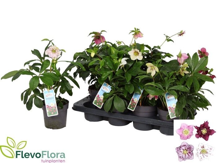 <h4>HELL ORIENTALIS</h4>