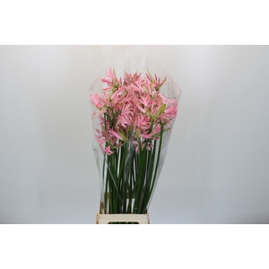 Nerine Pink Wonder