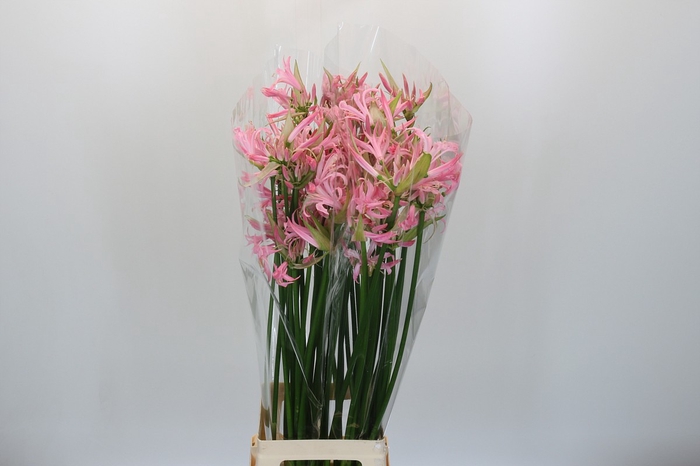 <h4>Nerine Pink Wonder</h4>