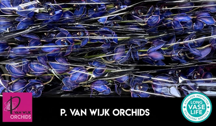 <h4>CYMB T KLB H%</h4>