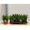 Aloe Perfoliata P17