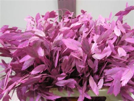 <h4>Chasmanthium Cerise</h4>