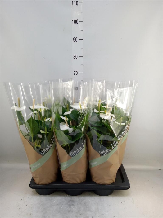 <h4>Anthurium andr. 'Snow Love'</h4>