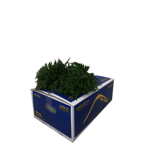 LEDERVAREN JUNIOR RIO VERDE