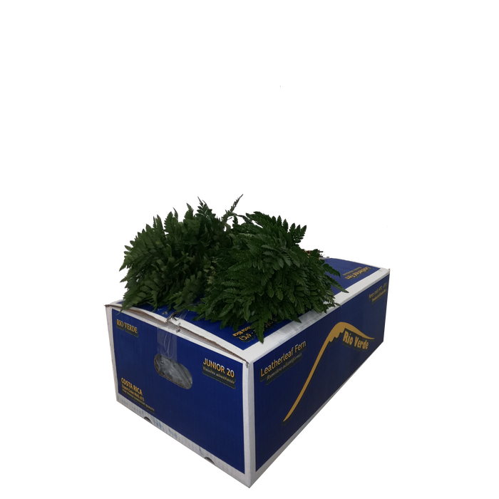 <h4>LEDERVAREN JUNIOR VACUUM RIO VERDE</h4>