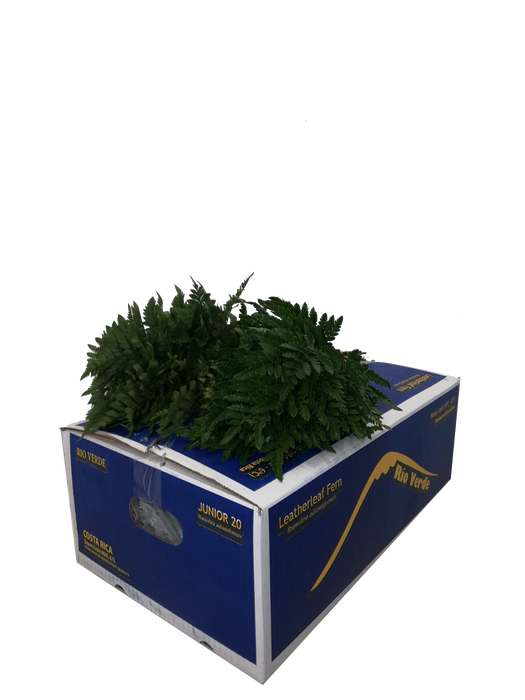 <h4>LEDERVAREN JUNIOR VACUUM RIO VERDE</h4>