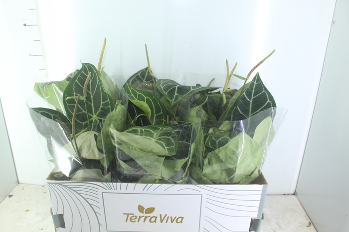 <h4>ANTHURIUM CRYSTALLINUM P17</h4>