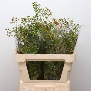 Rosa Corallo Green Orange