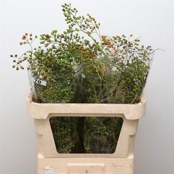 <h4>Rosa Corallo Green Orange</h4>