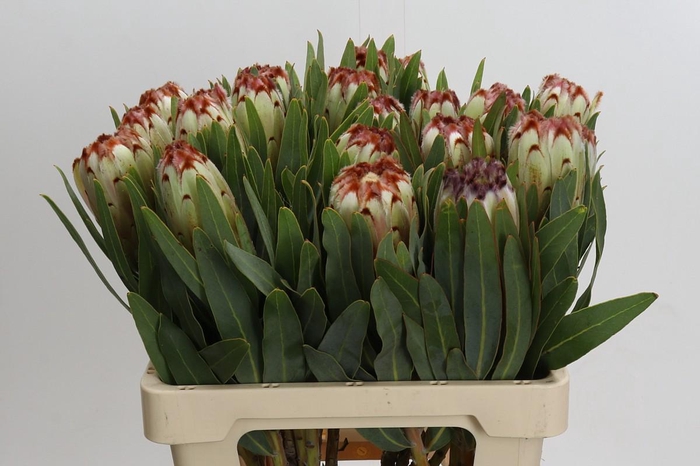 <h4>Protea Aurumn</h4>