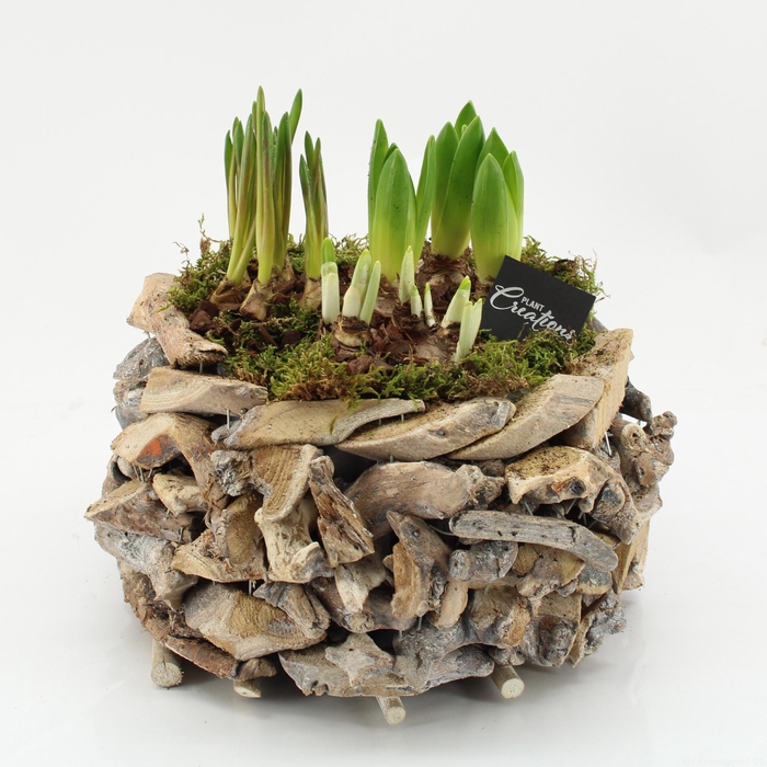 <h4>BLCR-2646 Bulbs creations</h4>