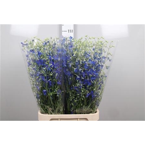 Delph En Volkerfrieden