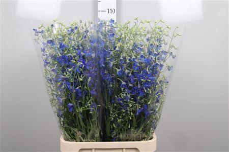 <h4>Delph En Volkerfrieden</h4>