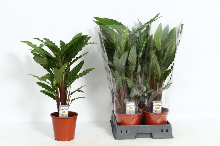 <h4>CALAT RUF TROPISTAR</h4>