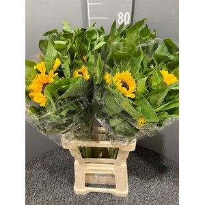 Helianthus Vincent's Choice