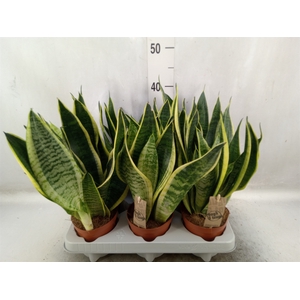 Sansevieria trifa. 'Futura Superba'