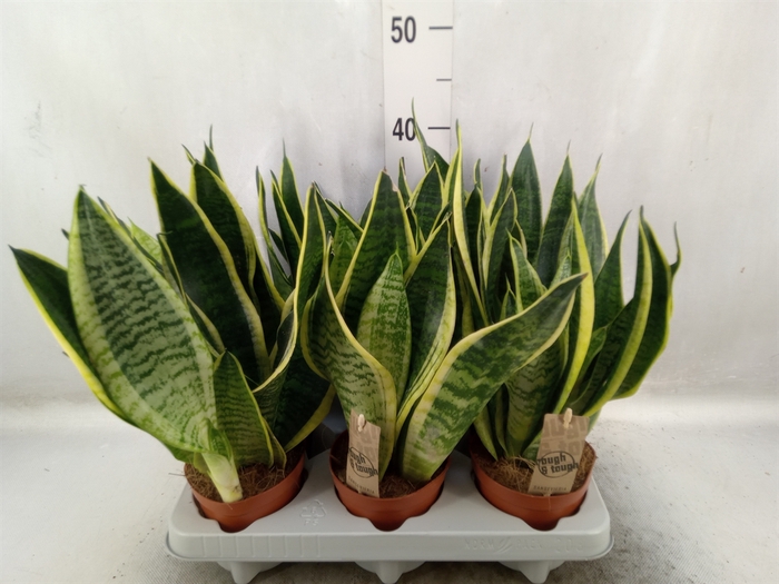 Sansevieria trifa. 'Futura Superba'