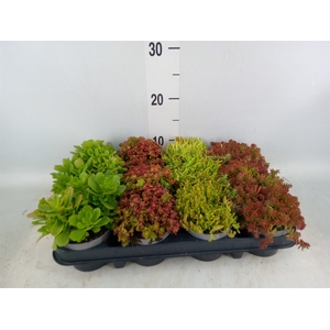 Sedum   ...