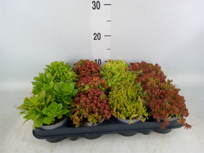 <h4>Sedum   ...</h4>