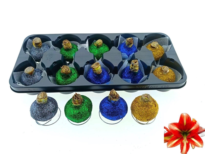 <h4>BLOEMBOL HIPPEASTRUM</h4>