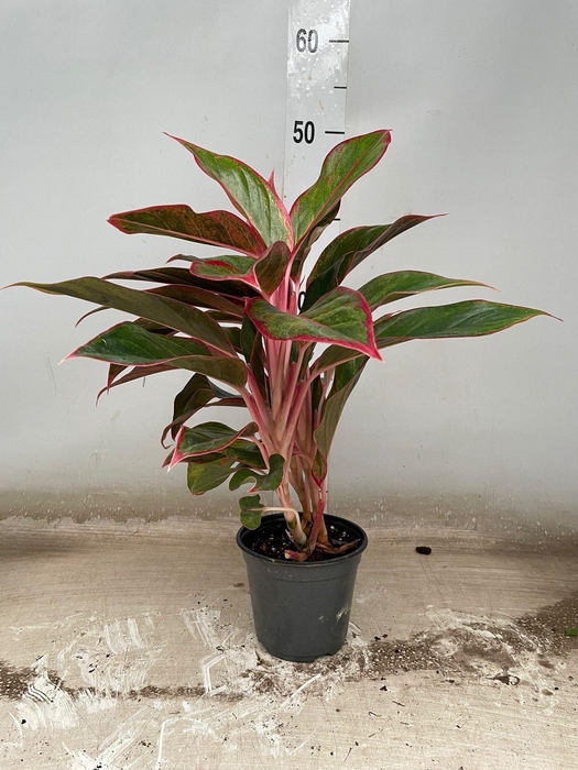 <h4>AGLAO CRETE</h4>