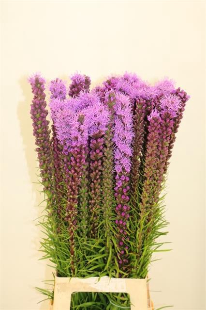 <h4>LIATRIS CALLILEPIS</h4>