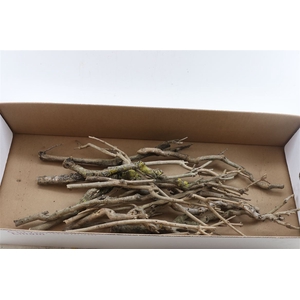 Seringenhout 30cm P/tk