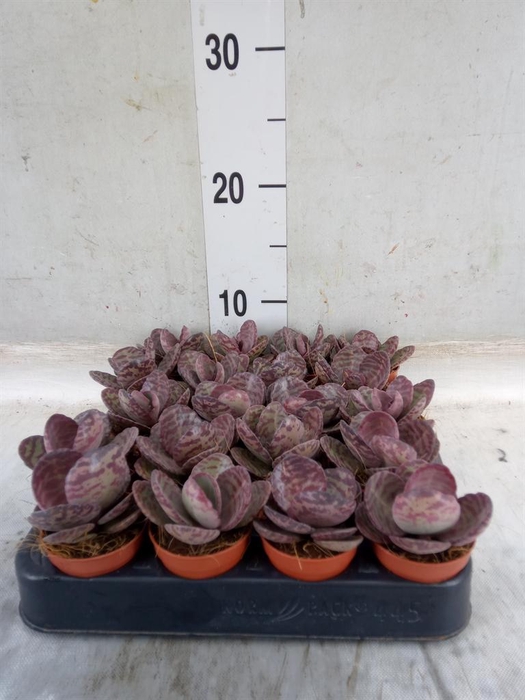 <h4>Kalanchoe NF   ...</h4>