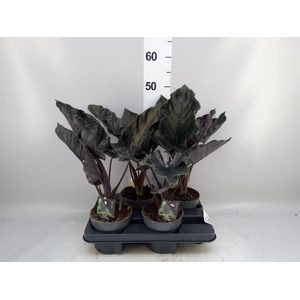Alocasia   ...