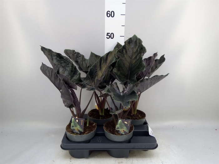 <h4>Alocasia ...</h4>