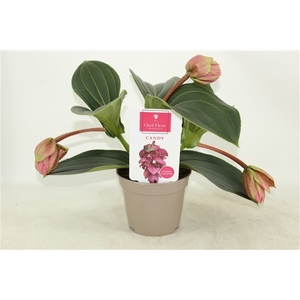 Piccolini Candy 3 knop (Medinilla 1 etage)