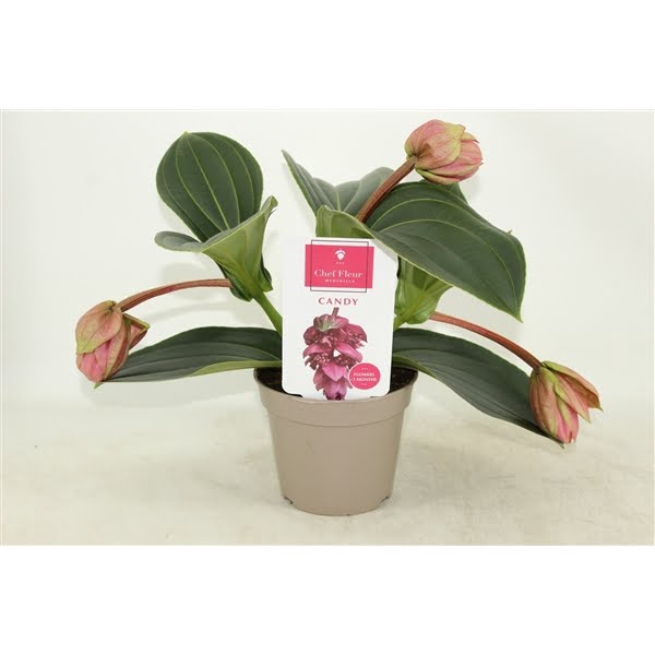 <h4>Piccolini Candy 3 knop (Medinilla 1 etage)</h4>