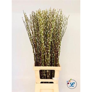 T Salix Wilgenkatjes