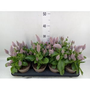 Ptilotus exaltatus 'Joey'