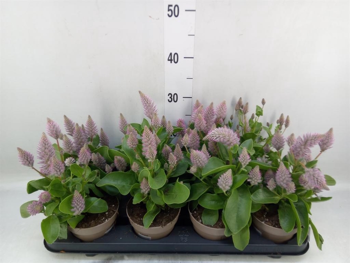 <h4>Ptilotus exaltatus 'Joey'</h4>