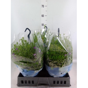 Lobelia erin. 'Summlov'   ...mix