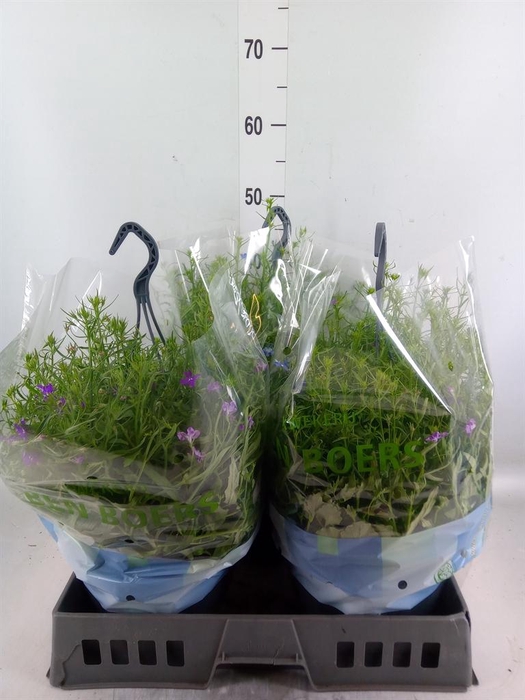 <h4>Lobelia erin. 'Summlov' ...mix</h4>