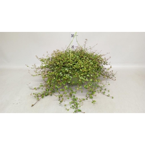 Muehlenbeckia com. 'Mao'ri'