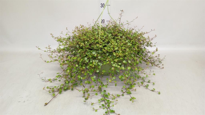 <h4>Muehlenbeckia com. 'Mao'ri'</h4>