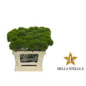 Di Barb Kiwi Me Cool Extra