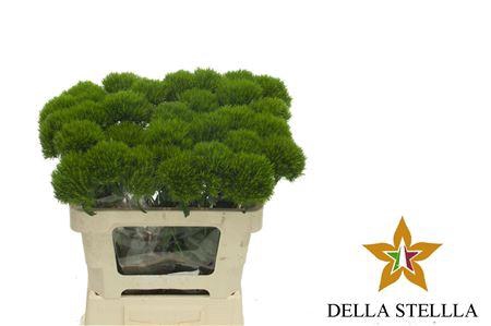 <h4>Di Barb Kiwi Me Cool Extra</h4>